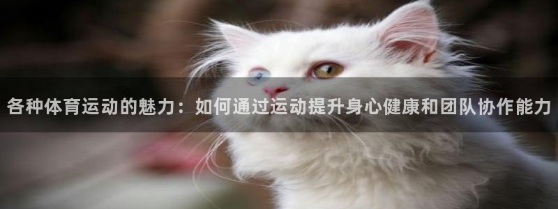 3377体育官方正版app娱乐网站