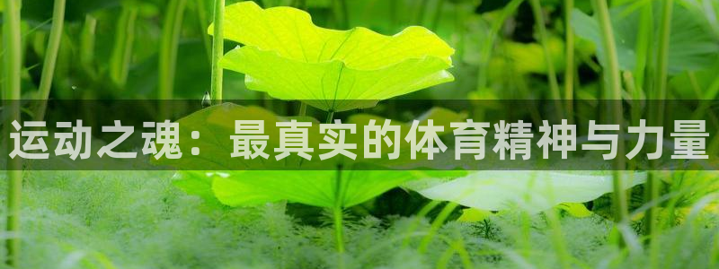 3377体育骗了多少人：运动之魂：最