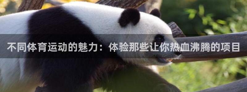3377体育电子：不同体育运动的魅力